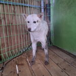 neugle pet 경남 진주 2026 00102