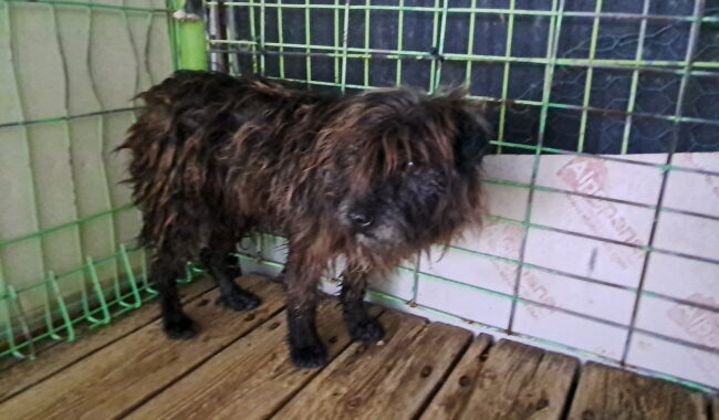 neugle pet 경남 진주 2026 00103