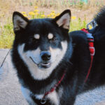 neugle pet 경남 진주 2026 00104