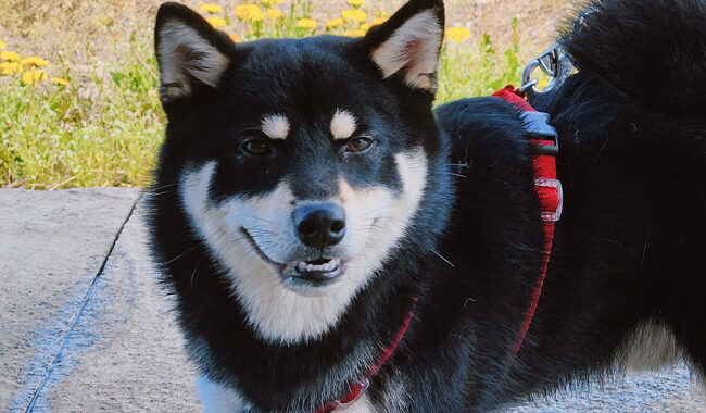 neugle pet 경남 진주 2026 00104