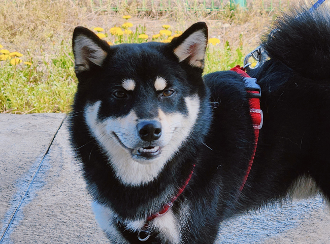 neugle pet 경남 진주 2026 00104