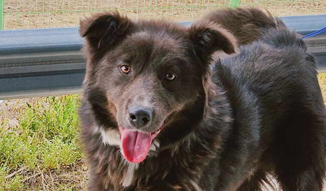 neugle pet 경남 진주 2026 00106