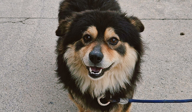 neugle pet 경남 진주 2026 00110