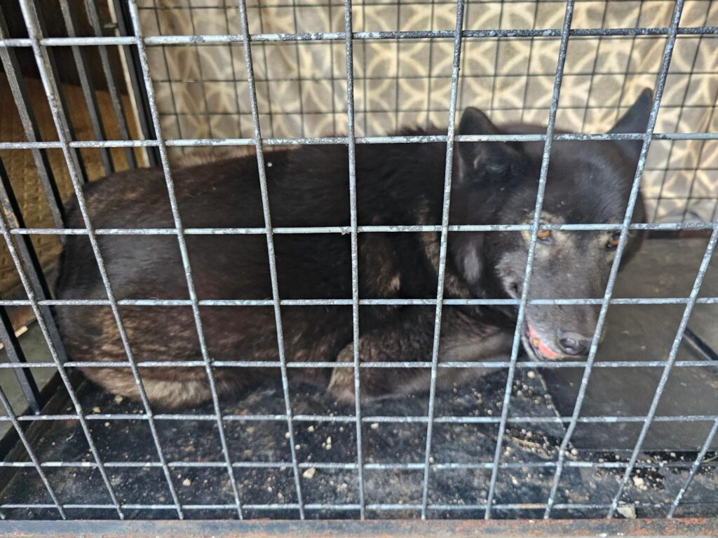 neugle pet 경남 창녕 2026 00140