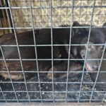 neugle pet 경남 창녕 2026 00140