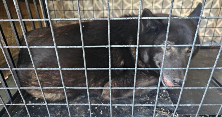 neugle pet 경남 창녕 2026 00140