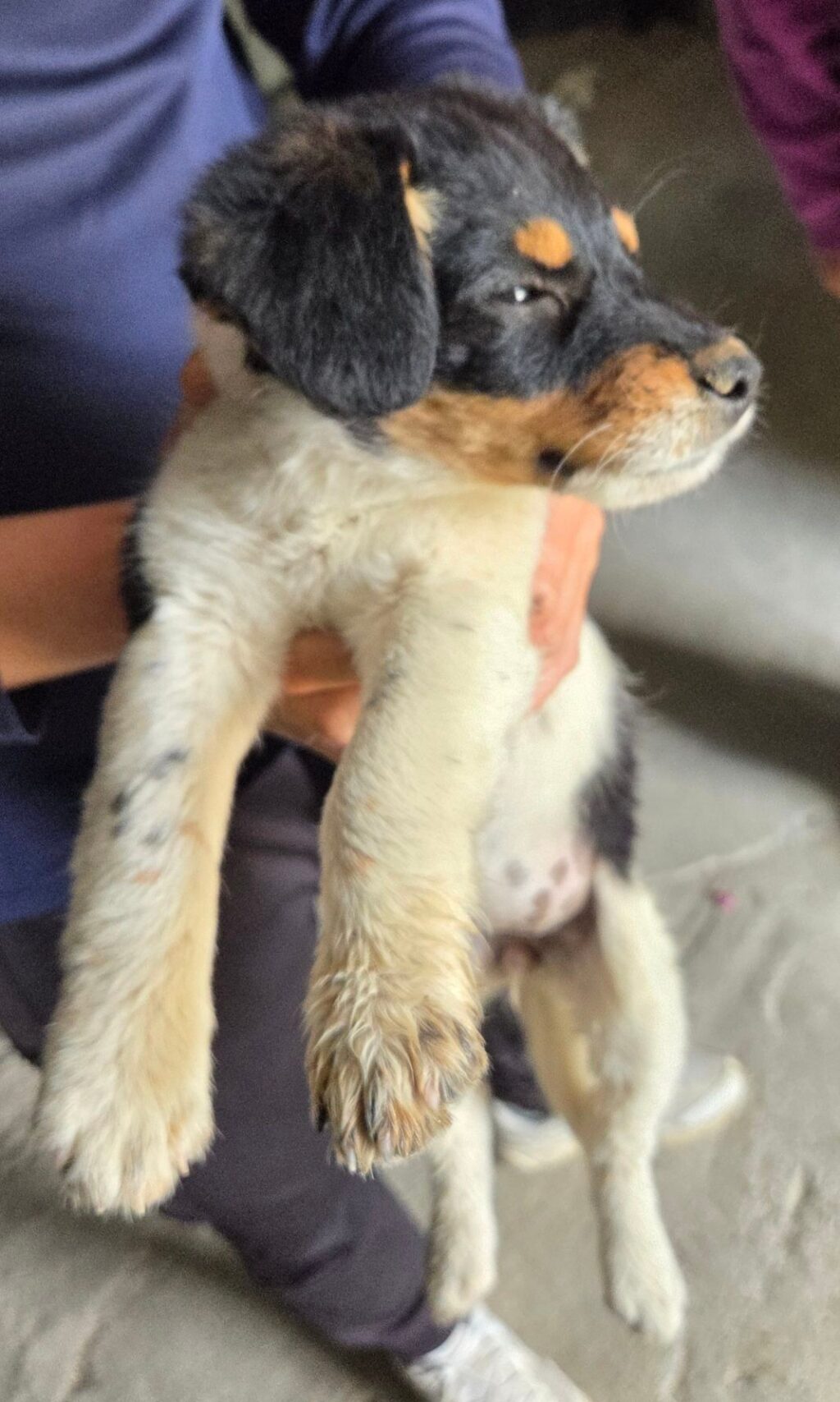 neugle pet 경남 창녕 2026 00141