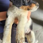 neugle pet 경남 창녕 2026 00141