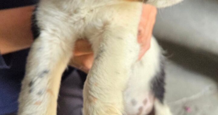 neugle pet 경남 창녕 2026 00141