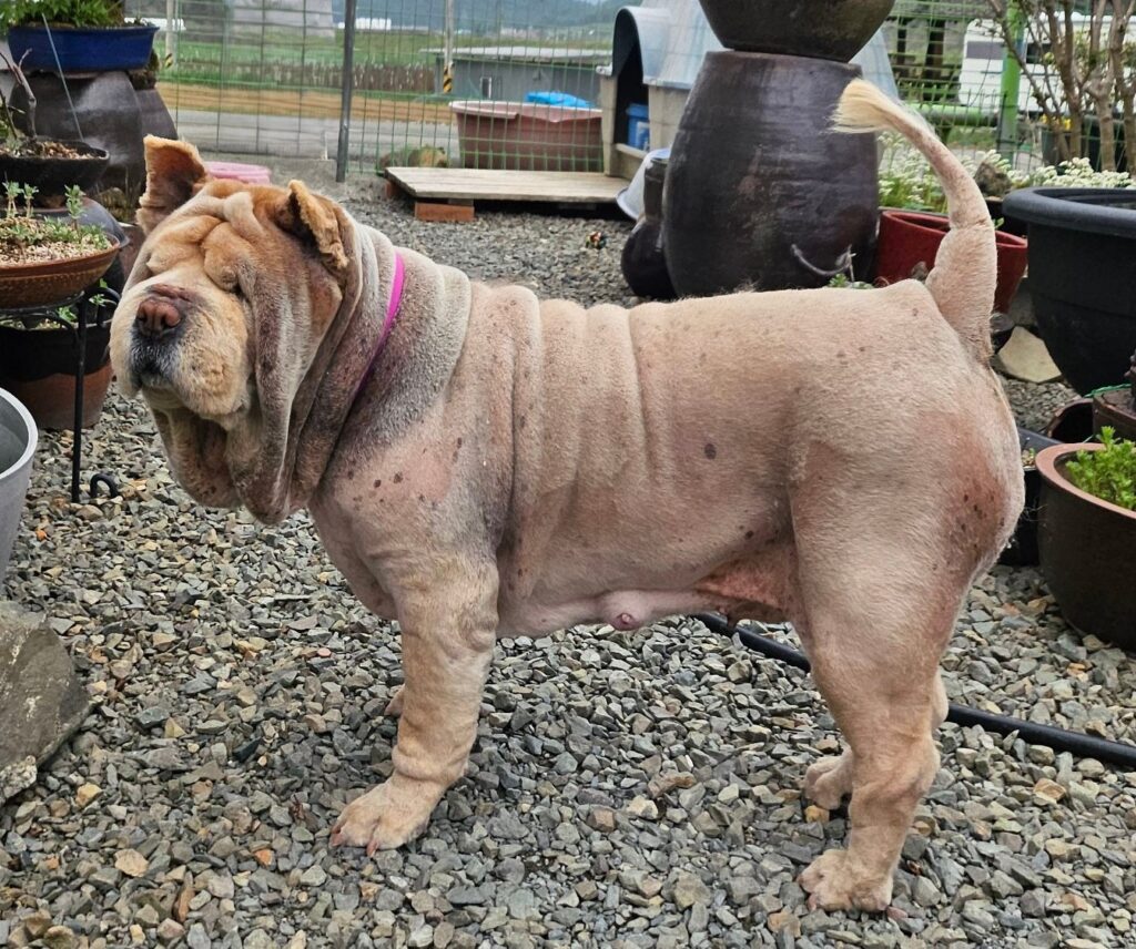 neugle pet 경남 창녕 2026 00144