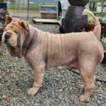 neugle pet 경남 창녕 2026 00144