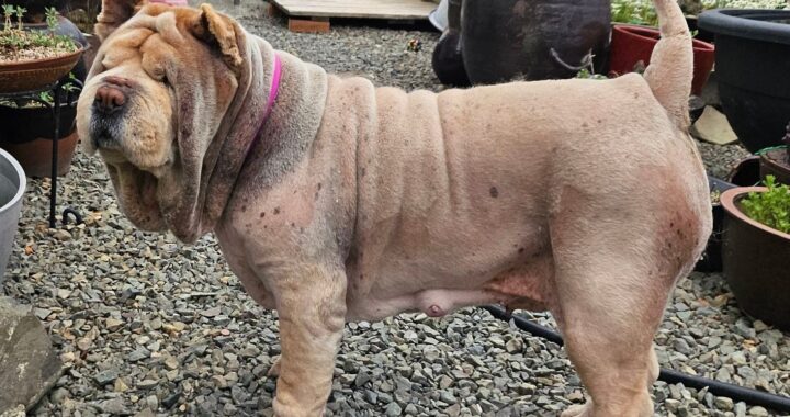 neugle pet 경남 창녕 2026 00144