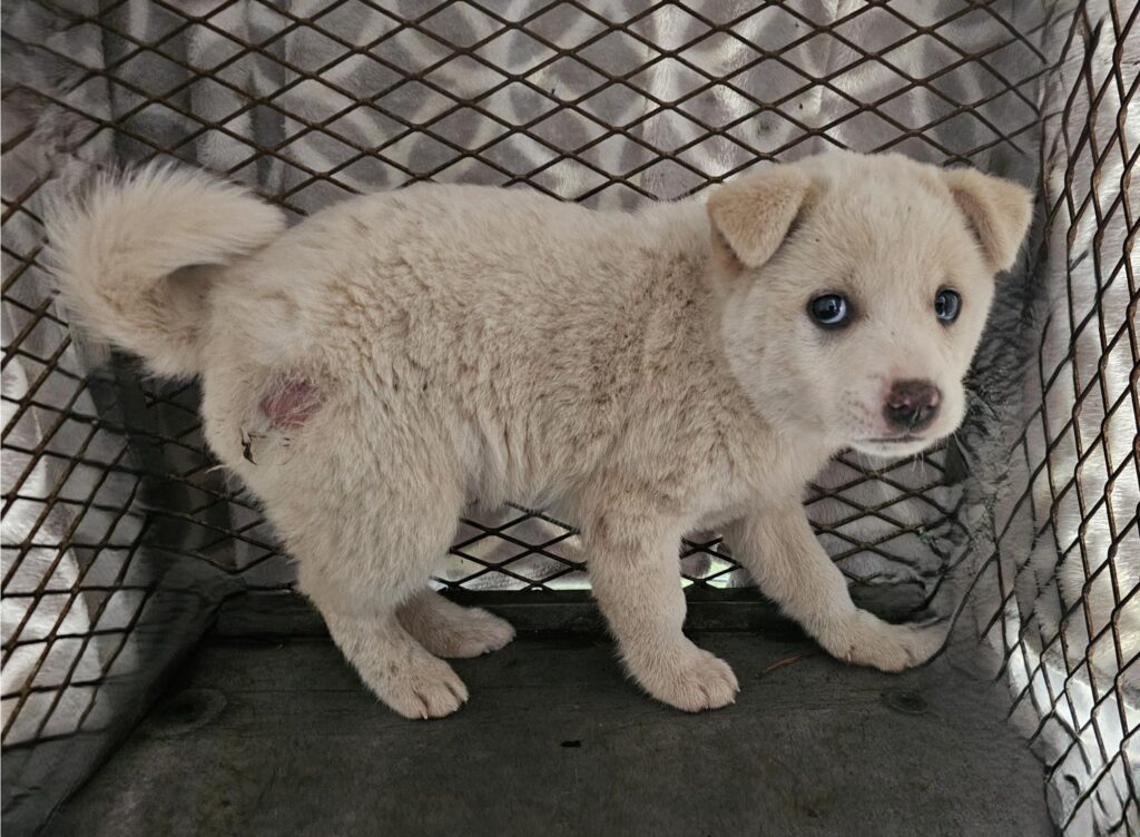 neugle pet 경남 창녕 2026 00146