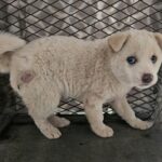 neugle pet 경남 창녕 2026 00146