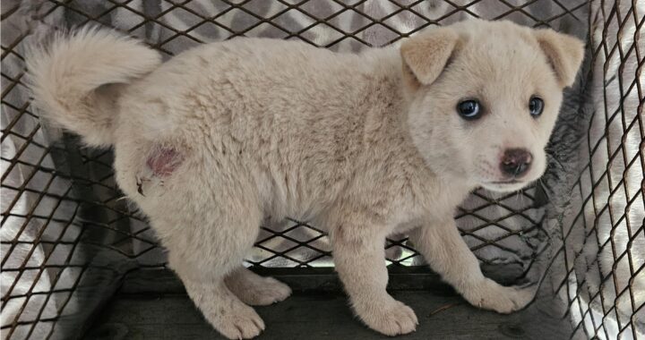 neugle pet 경남 창녕 2026 00146