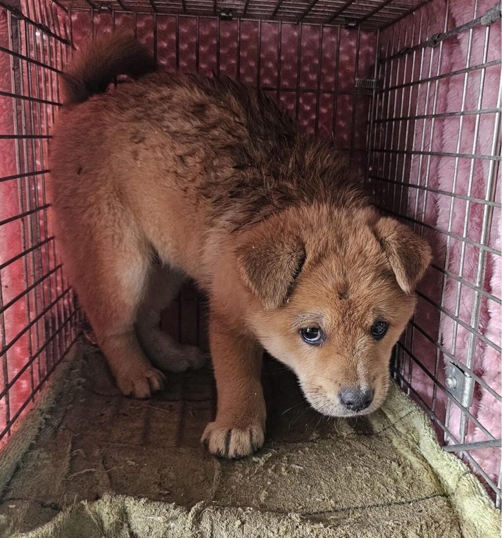 neugle pet 경남 창녕 2026 00147