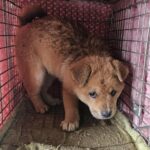 neugle pet 경남 창녕 2026 00147