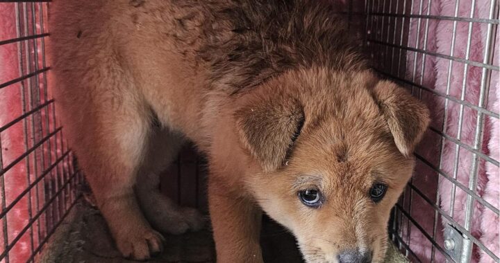 neugle pet 경남 창녕 2026 00147