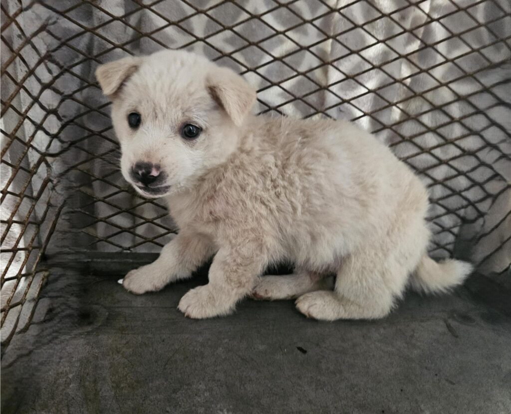 neugle pet 경남 창녕 2026 00148