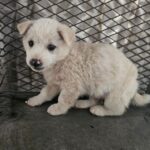 neugle pet 경남 창녕 2026 00148