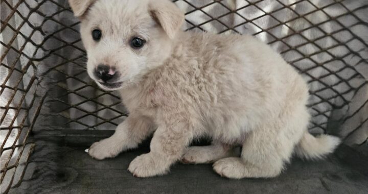 neugle pet 경남 창녕 2026 00148