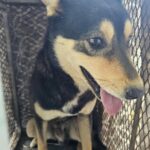 neugle pet 경남 창녕 2026 00149