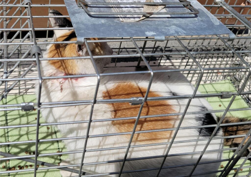 neugle pet 경남 창녕 2026 00151