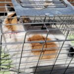 Sori's Silent Plea: A Wounded Korean Calico Cat Seeks International Adoption from Changnyeong, South Korea 14 neugle pet 경남 창녕 2026 00151