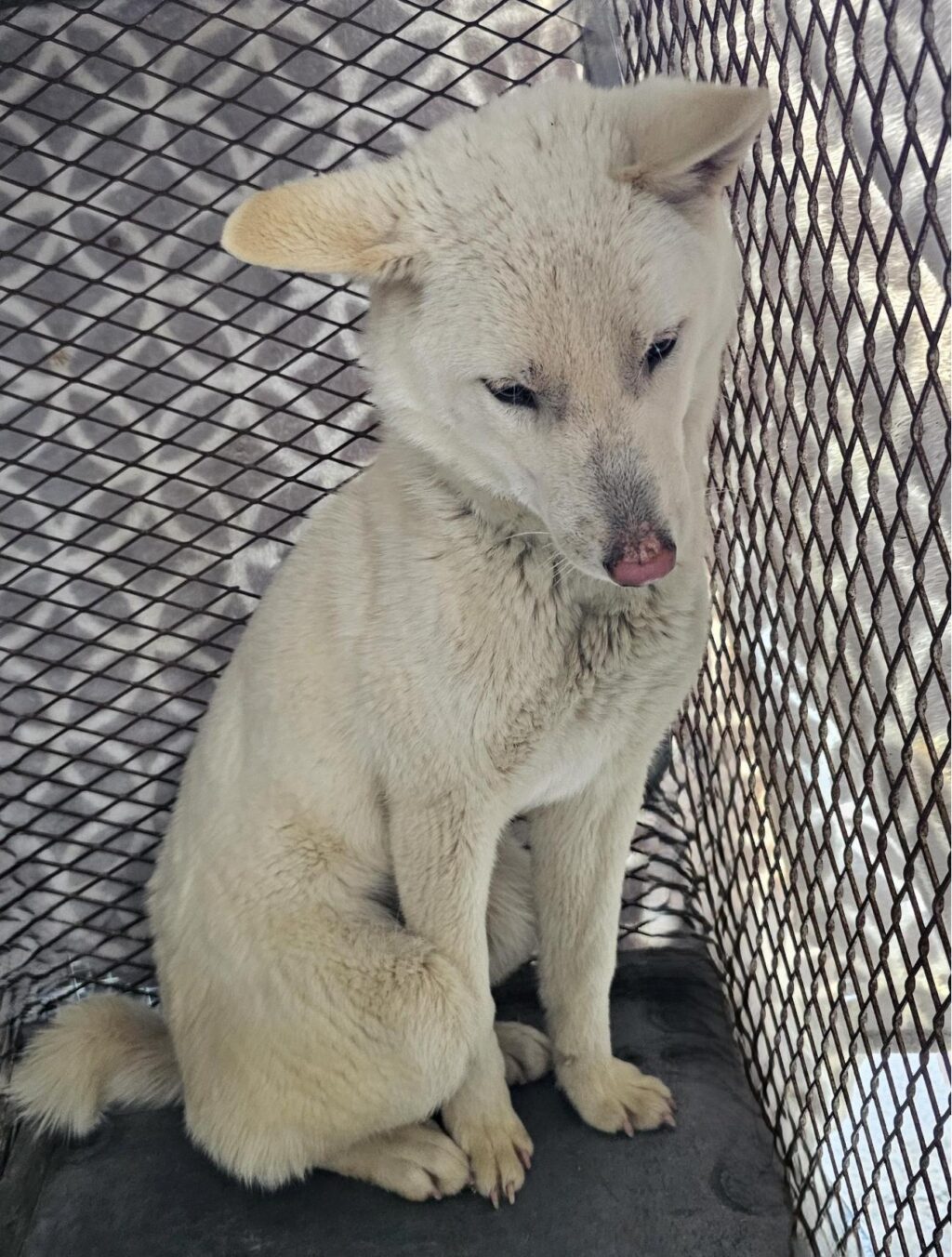 neugle pet 경남 창녕 2026 00159