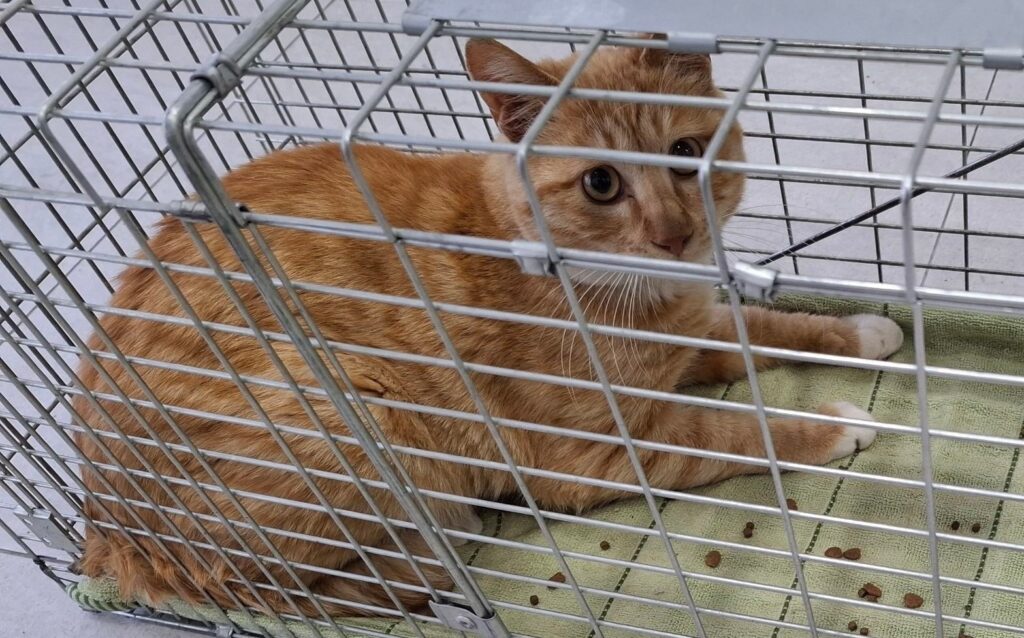 neugle pet 경남 창녕 2026 00160