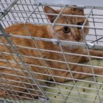 neugle pet 경남 창녕 2026 00160