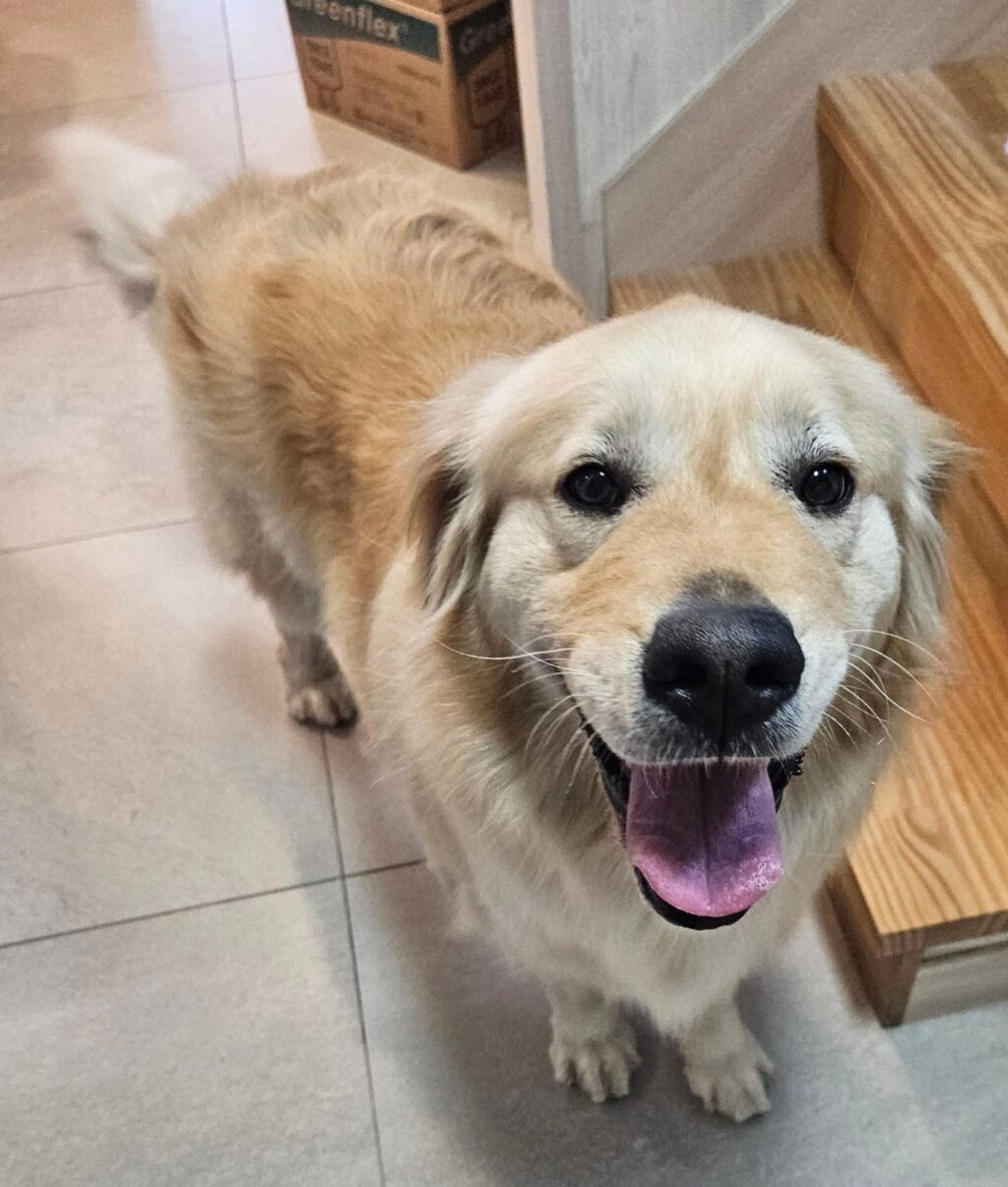 neugle pet 경남 창녕 2026 00161