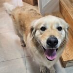 A Golden Heart Lost in Changnyeong: Help This Gentle Soul Find Her Forever Home 14 neugle pet 경남 창녕 2026 00161