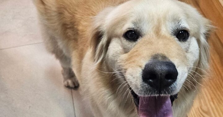 neugle pet 경남 창녕 2026 00161