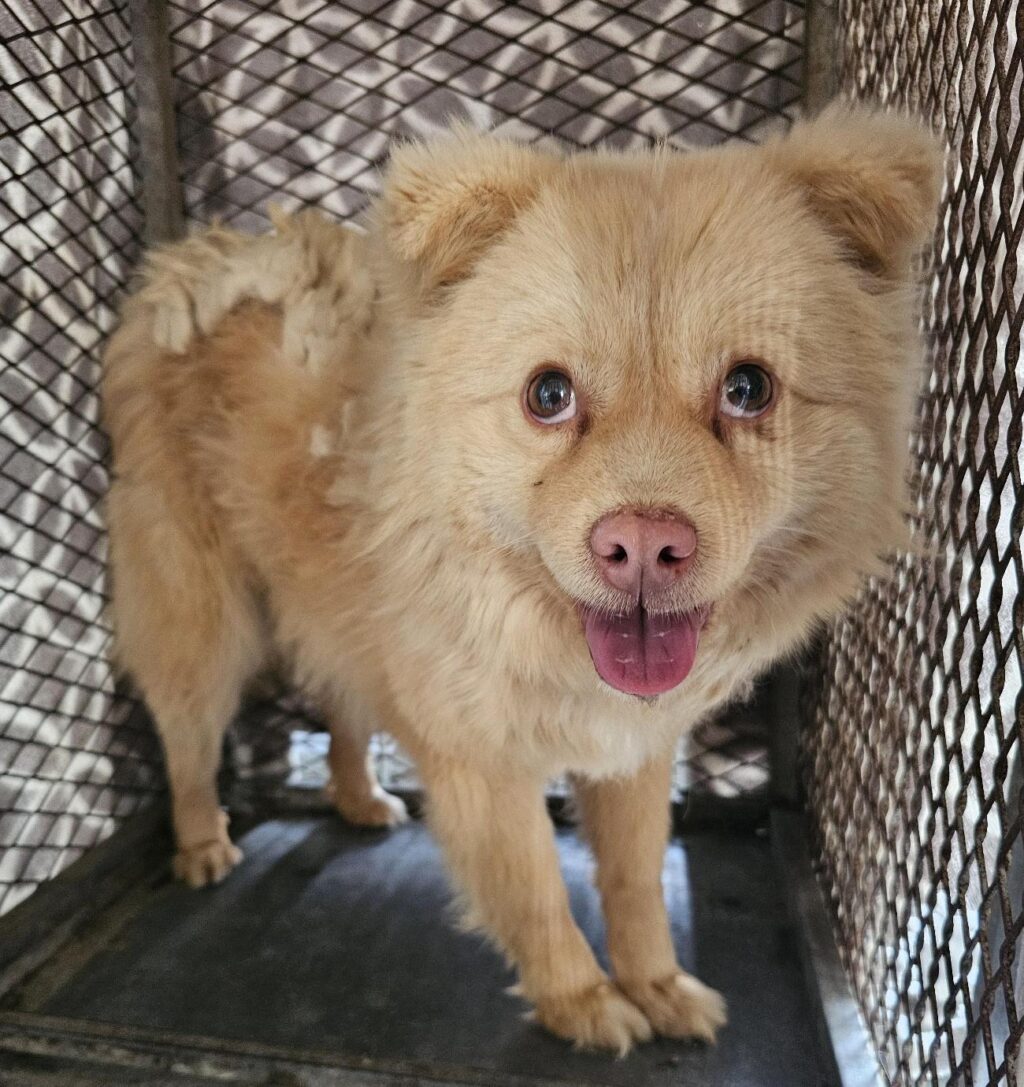 neugle pet 경남 창녕 2026 00162