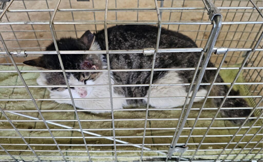 neugle pet 경남 창녕 2026 00163