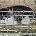 neugle pet 경남 창녕 2026 00163