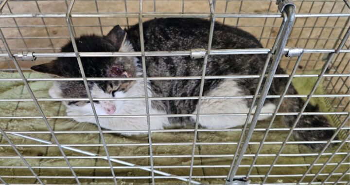 neugle pet 경남 창녕 2026 00163