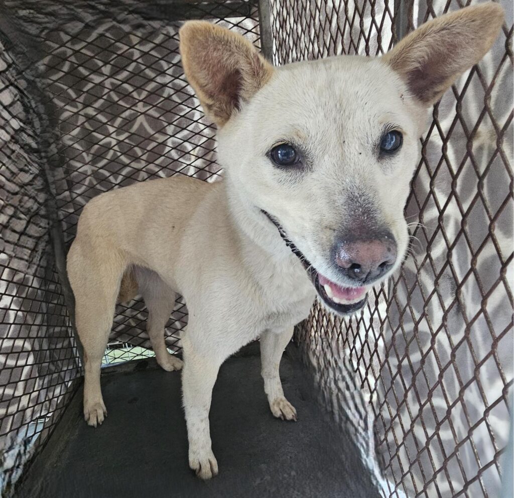 neugle pet 경남 창녕 2026 00164