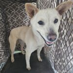 neugle pet 경남 창녕 2026 00164