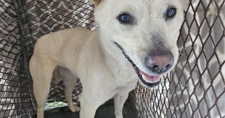 neugle pet 경남 창녕 2026 00164