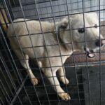 neugle pet 경남 창녕 2026 00165