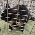 neugle pet 경남 창녕 2026 00166