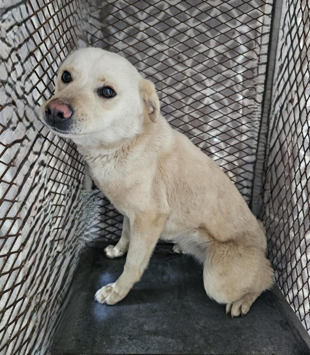 neugle pet 경남 창녕 2026 00167