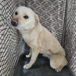 neugle pet 경남 창녕 2026 00167