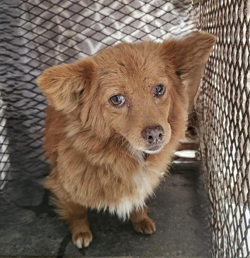 neugle pet 경남 창녕 2026 00171