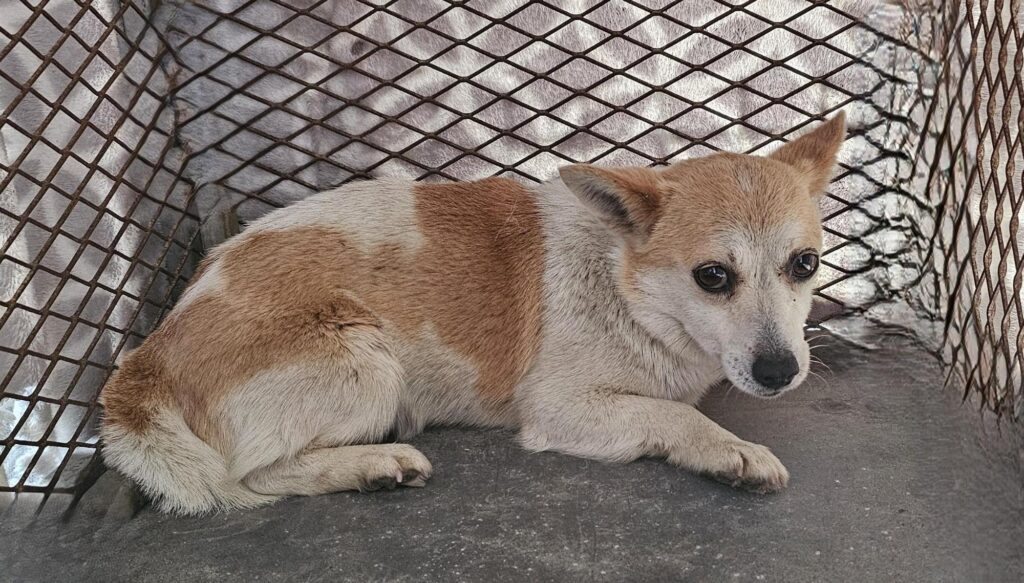 neugle pet 경남 창녕 2026 00172