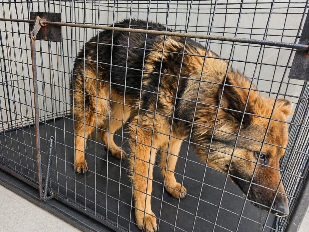 neugle pet 경남 창녕 2026 00178