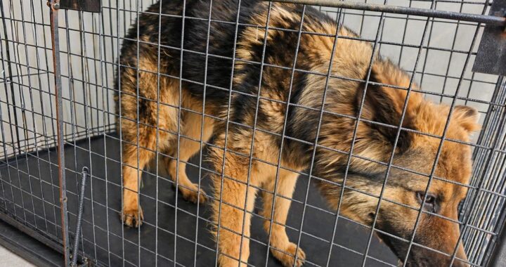 neugle pet 경남 창녕 2026 00178