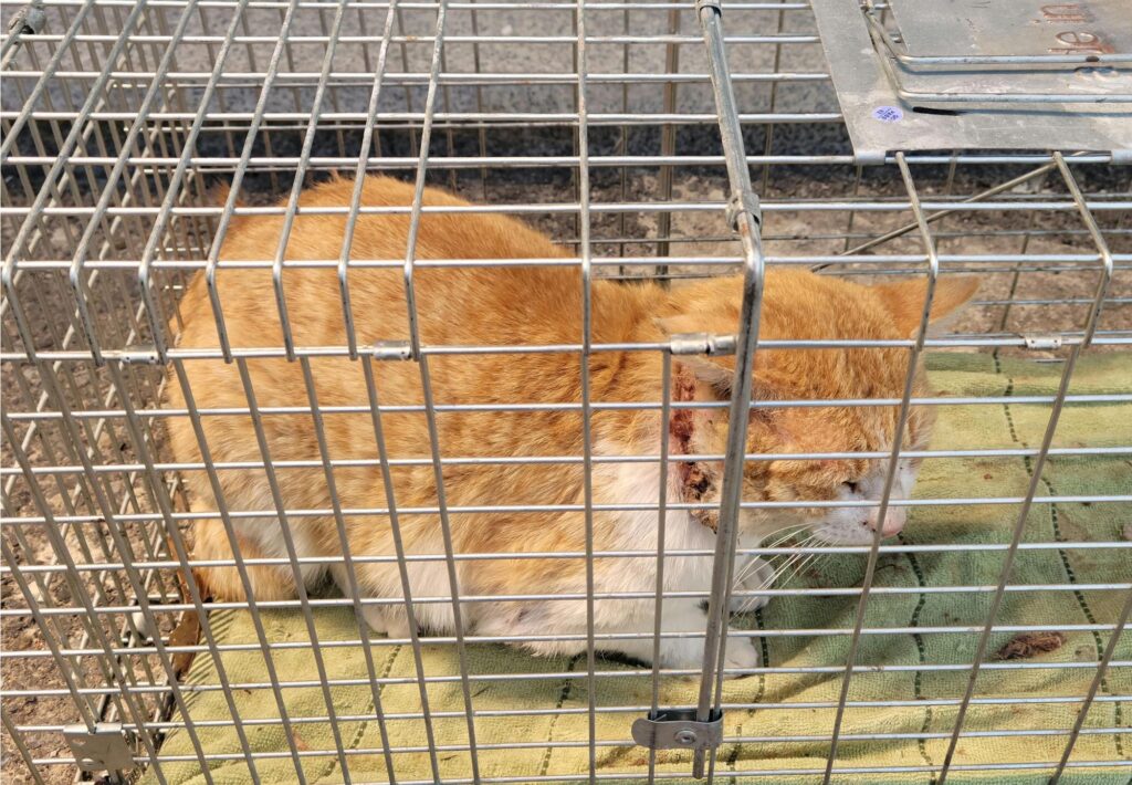 neugle pet 경남 창녕 2026 00181